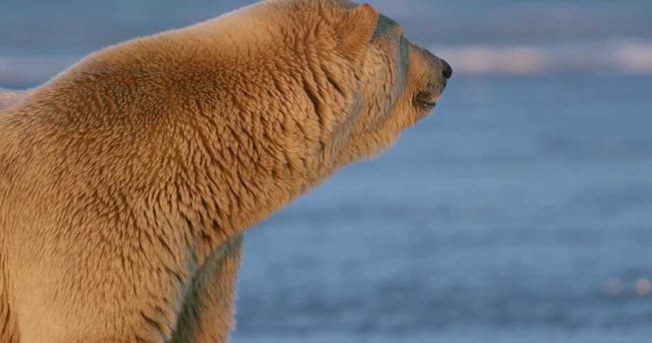 White polar bear looks around in the arctic