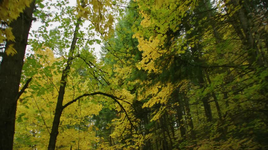 The camera rapidly pans around following intense Autumn colors simulating someone turning their head to follow the leaves as they drive  by