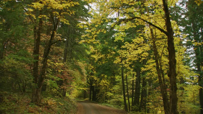The road weaves through the forest on the way into the backcountry in peak Autumn color