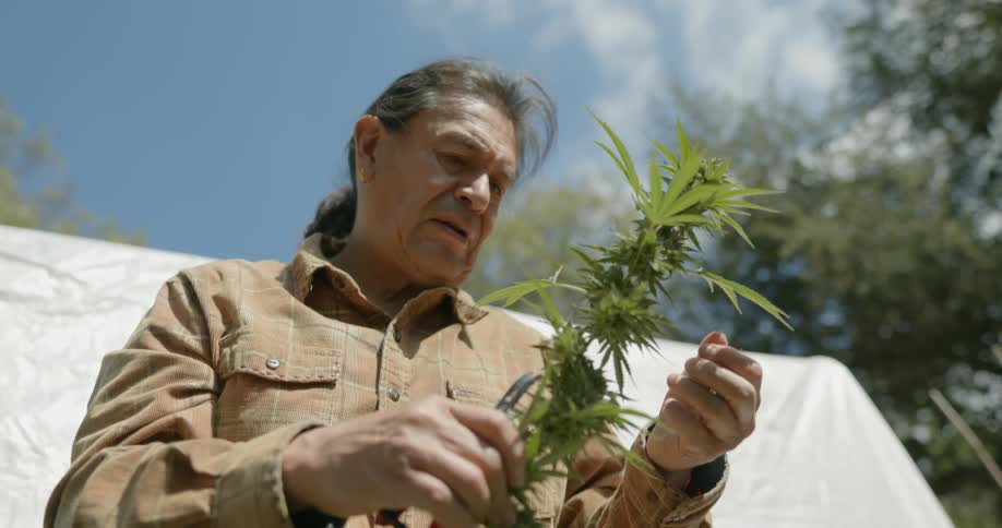 Man stands outdoors examining marijuana cutting