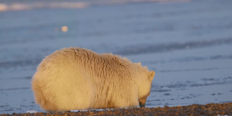 A polar bear tears off a piece of meat and walks away with it