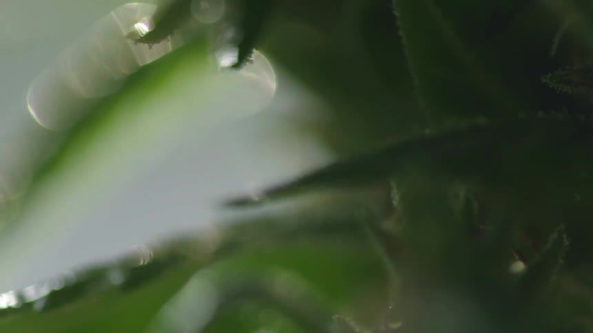 A very close up view of a plant with the sun shining on it