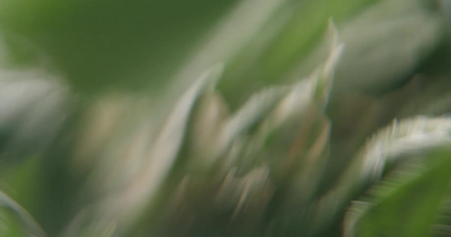 Fuzz covers plant center and leaves
