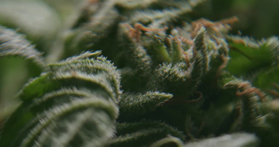 An even fuzz covers plant leaves