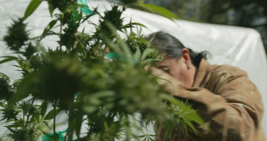 A man trims leaves on a plant outdoors