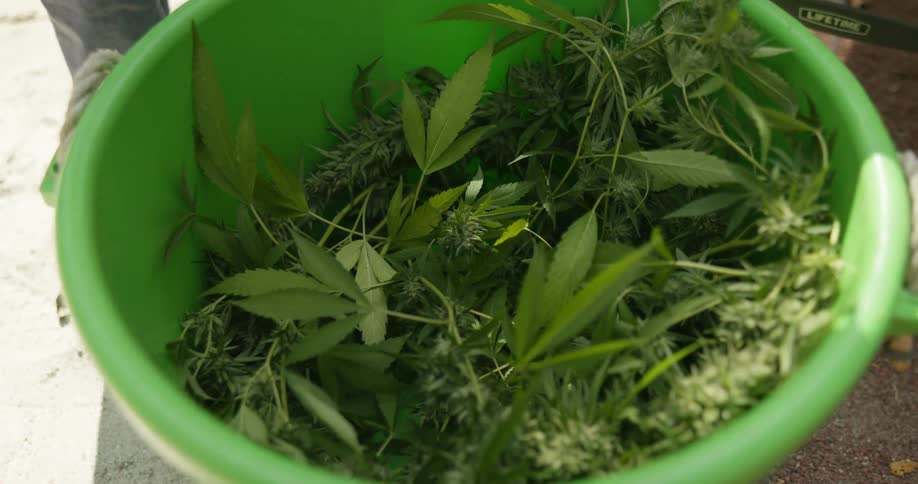 Someone wearing light blue gloves it picking cannabis plants out of a green bucket