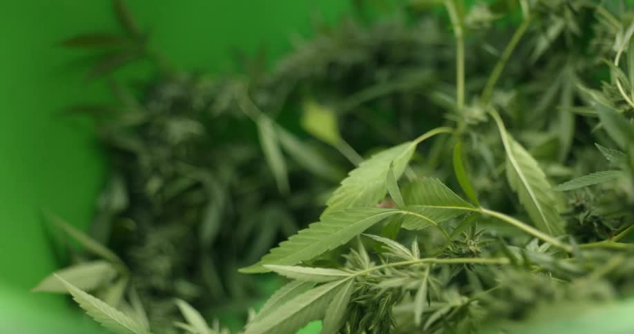 A stack of marijuana plants are on the ground