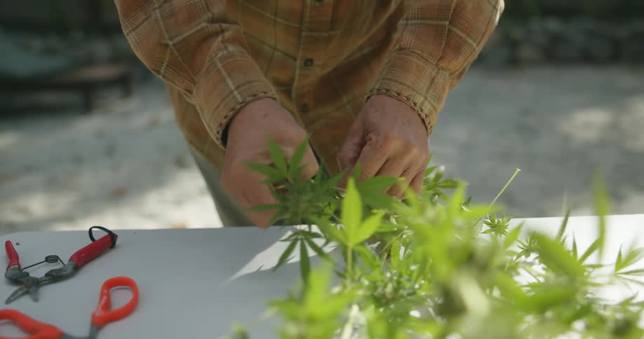 Man clipping cannabis leafs from a plant over a table by hand