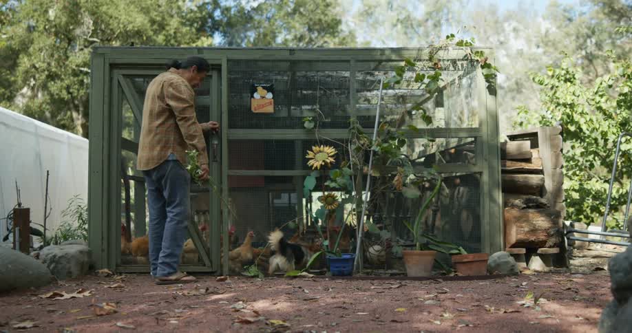 Man herding chickens