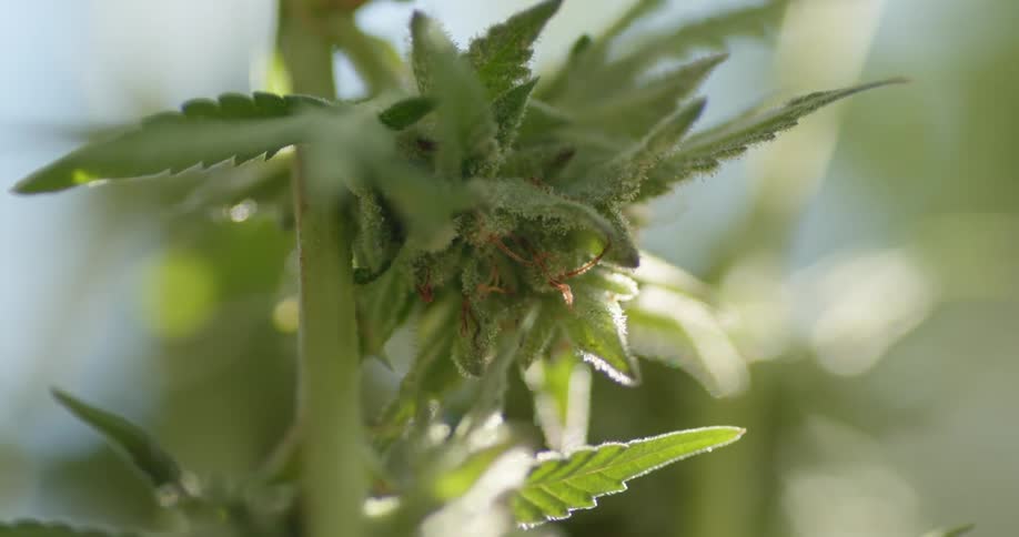 A close view of a tall plants leaves and buds growing outdoors during the daytime