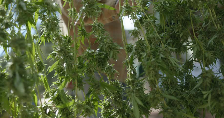 Marijuana plants are hanging to dry out and a man is walking behind the plants