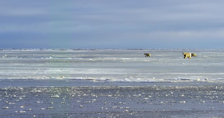 Polar bear sow and two cubs walk across ice covered ground as birds fly