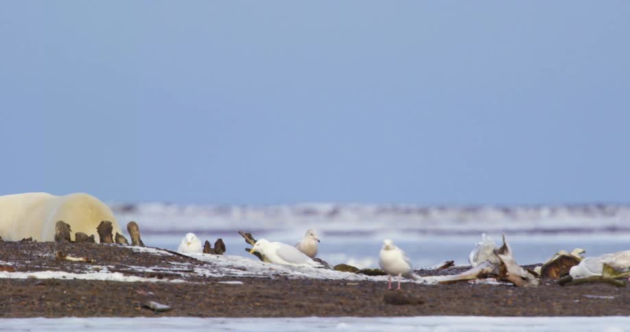 Seagulls are sitting along a shore with lightly scattered snow and an otter is nearby