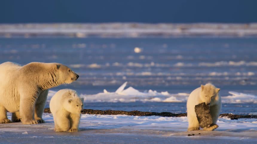 Polar bears carry off some meat from the ice