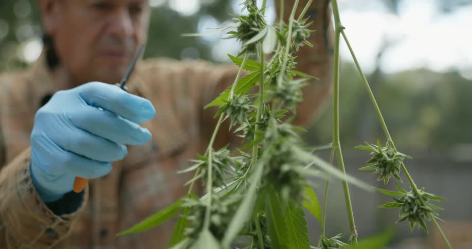 Man harvesting a cannabis plant using small scissors