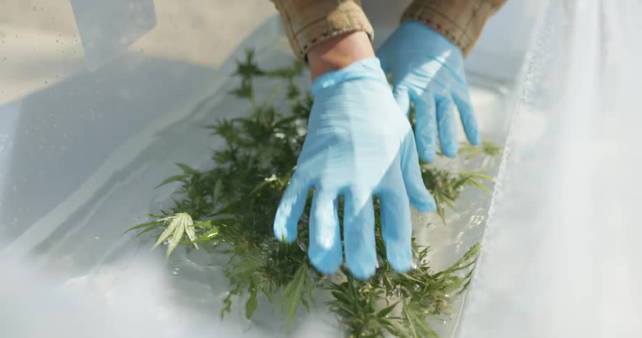 Man wearing blue latex gloves cleaning cannabis plant with water on a tub