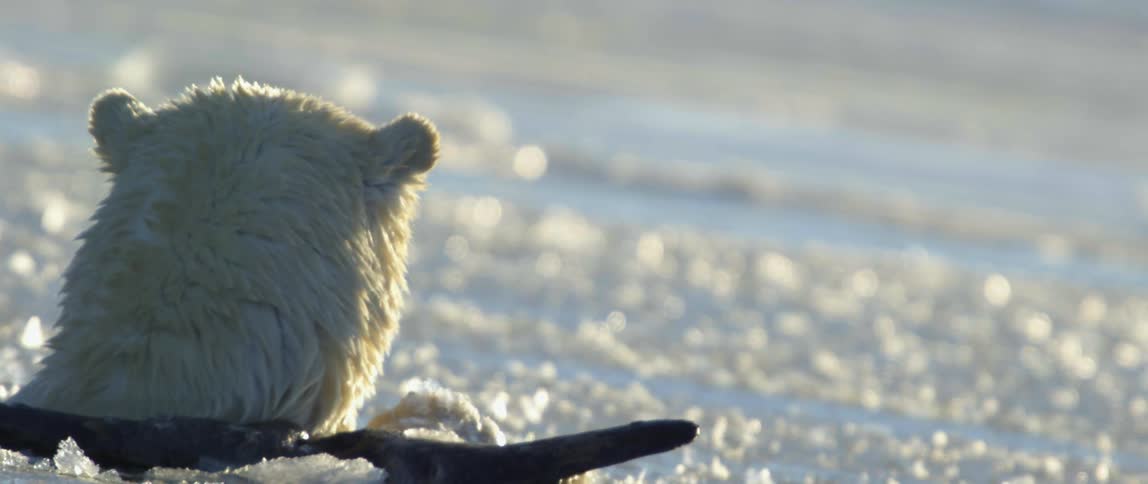 Polar bear in the water