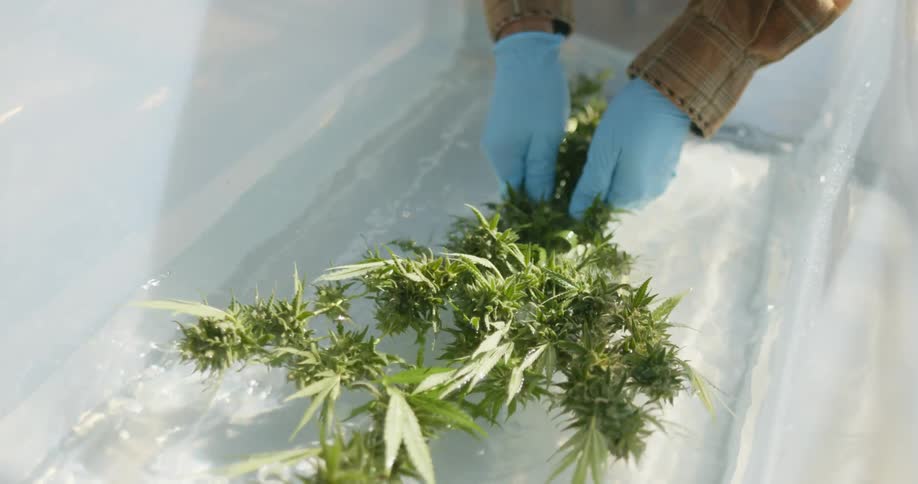 A person dips marijuana plants in the water