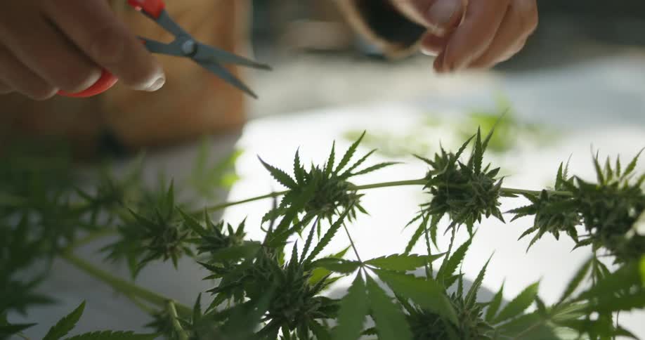 A man is outside trimming the leaves off a cannabis plant
