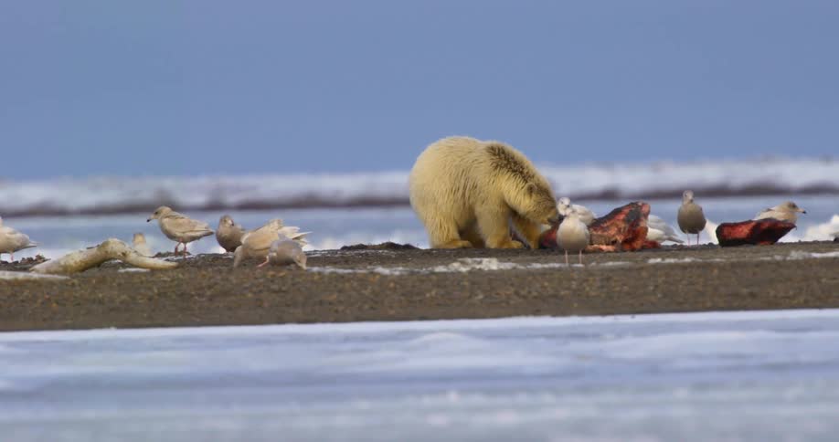 Birds and a polar bear are feeding on meat by the ice