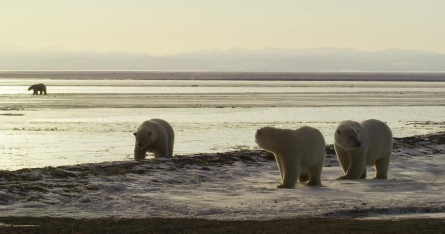 Polar bears walk on ice looking around at dawn