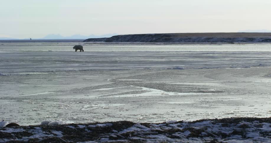 A polar bear and bird travel over the frozen water