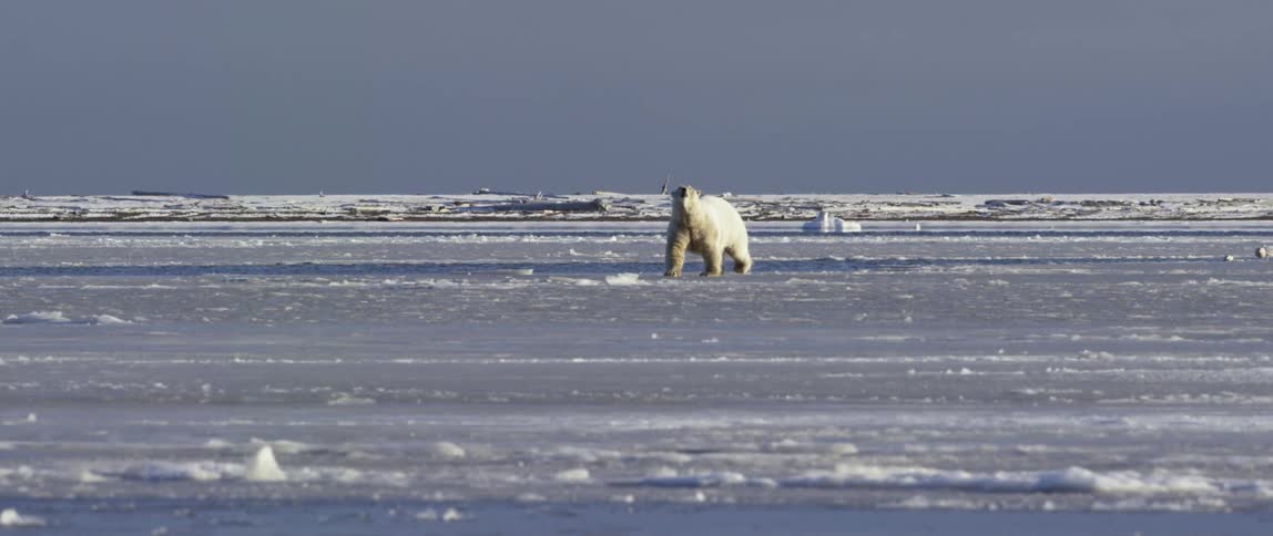 A polar bear walks across ice on the shore