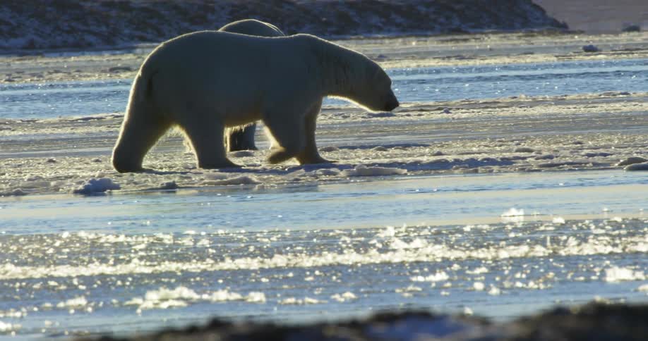 Two polar bears walking around outside