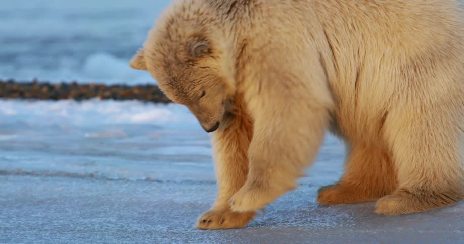 Polar bear slams front paws against ice as another bear walks by