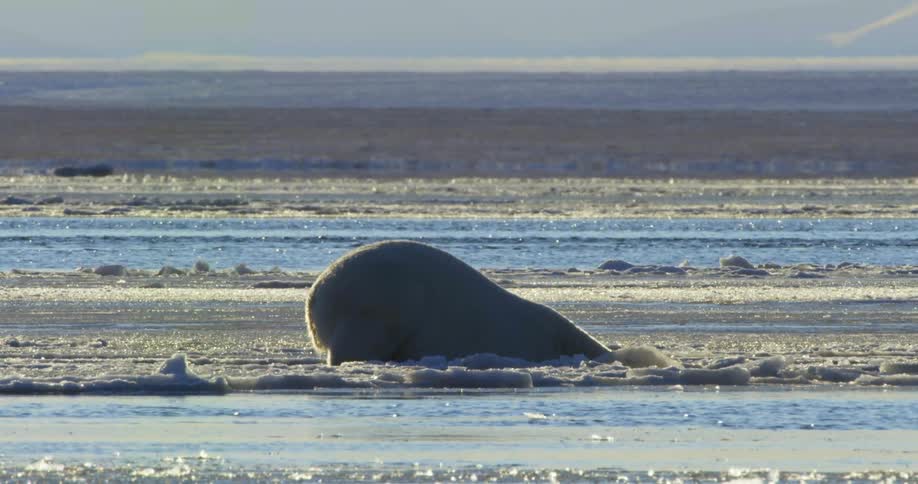 The polar bear digs in the ice for some fish
