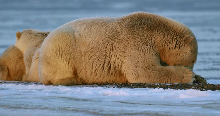 A polar bear lies on the ice and licks its paws as another polar bear sleeps next to it