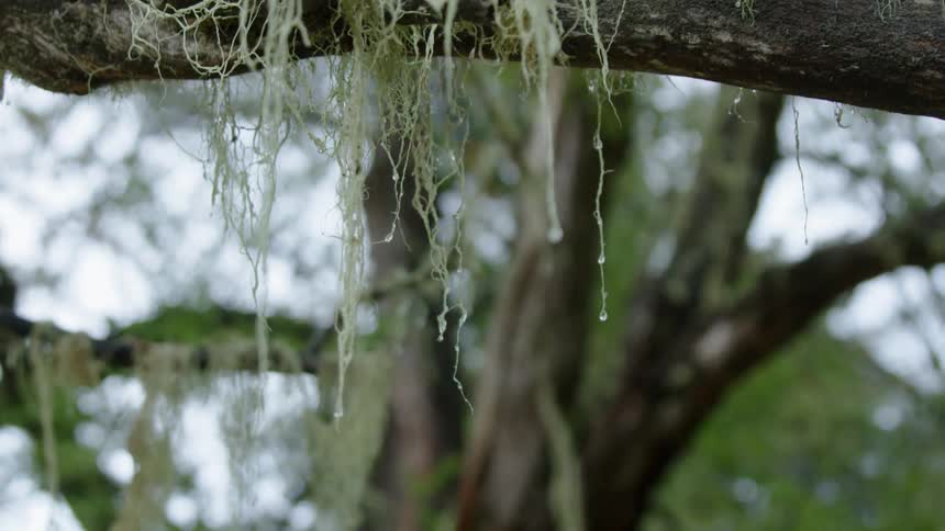 Handheld shot of water falling from moss growing on an old growth Oak tree deep in the Andes mountains