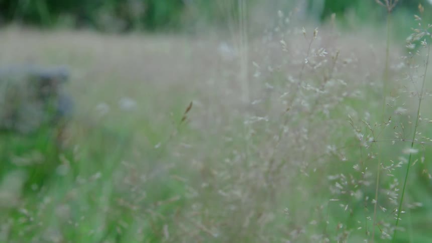 Immersive push into autumn grasses growing in an untouched alpine meadow