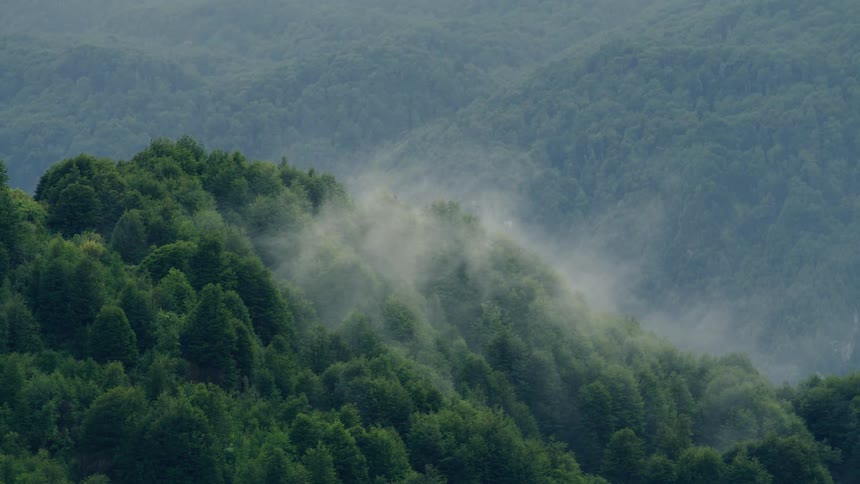 A dense forest on a hilly mountain terrain in the daytime
