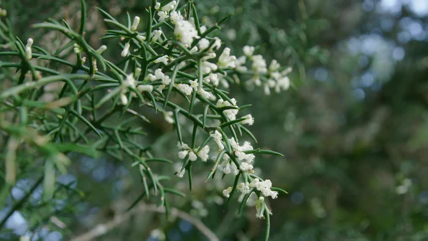 Camera dynamically orbits around small white flowers looking straight up at the sky