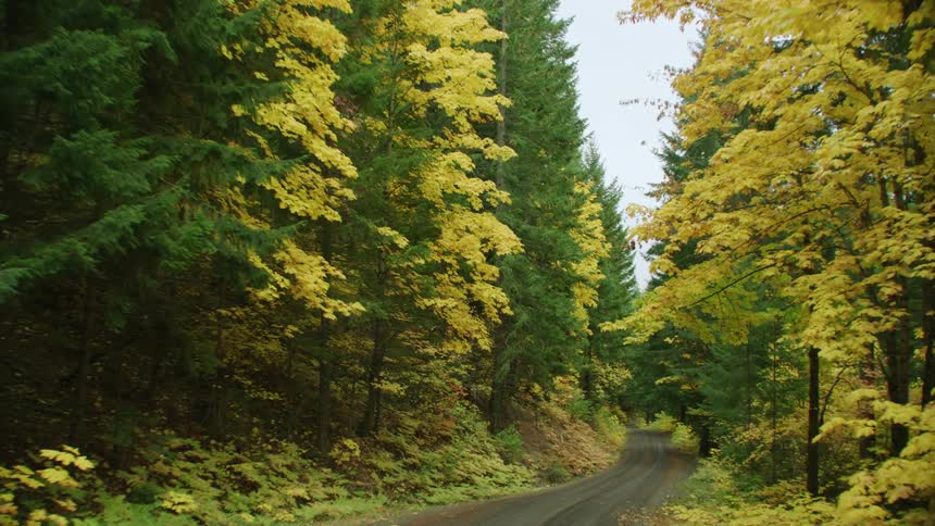 The road twists and turns deeper and deeper into the forest during the vibrant display of Autumn colors