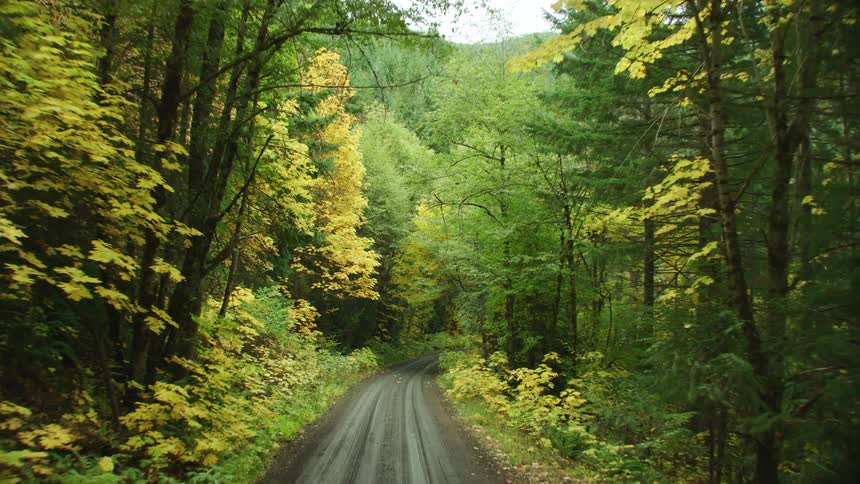A narrow dirt road weaves pleasantly through a misty forest at the height of Autumn deep in the mountains