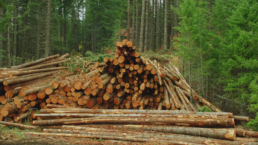 Slow dolly and reveal shot of hundreds of recently harvested trees at a clear cut logging operation deep in the United States Forestry System