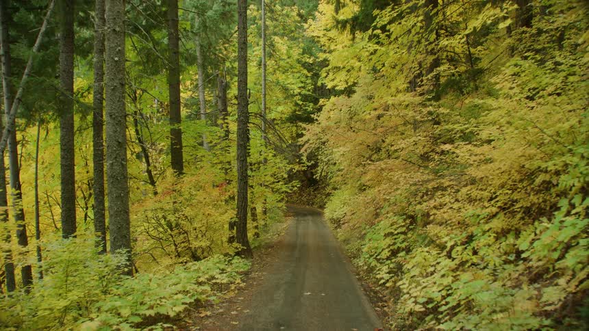 Peak color as the car drives down a rural dirt road in the height of Autumn