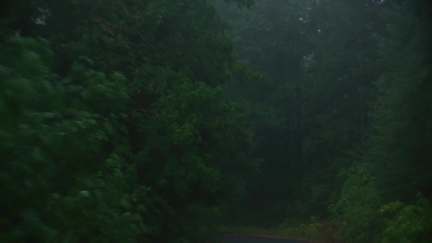 Traveling on a road though a misty forest deeper and deeper into the woods on a foggy morning in the backcountry