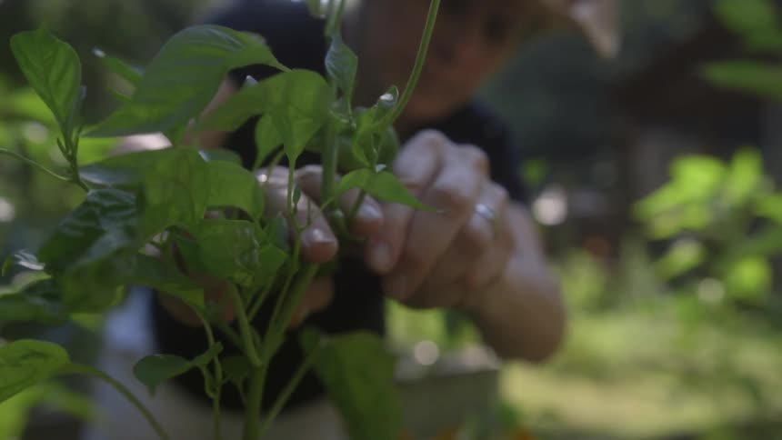 A person is pruning a plant in a garden