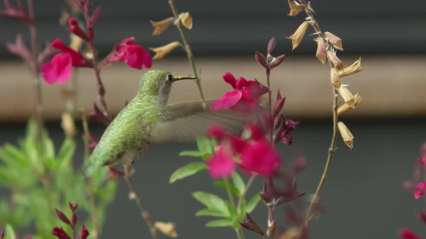 Birder looks through binoculars of a brilliant hummingbird as it gathers nectar from a salvia flower