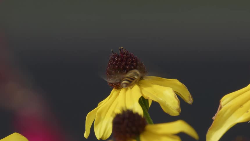 A pollinator bee flies through frame as it inspects a Black Eyed Susan flower