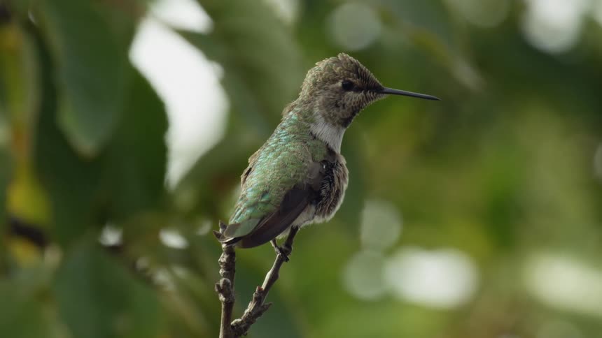 A hummingbird on a branch stretches its neck before flying off and out of frame