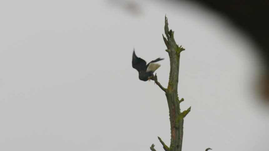A bald eagle is perching on the branch of a bare tree and then flies away