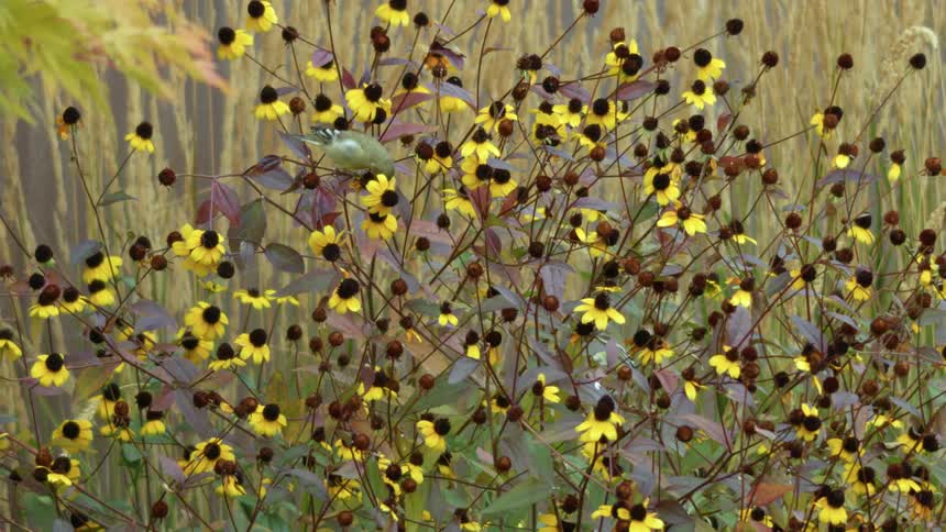American Goldfinch pulls seeds from a  flowering plant, eating seeds as it prepares for a long winter