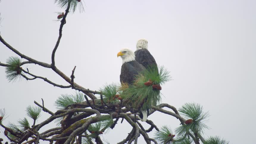 A dynamic view of two bald eagles sitting in a ponderosa pine tree
