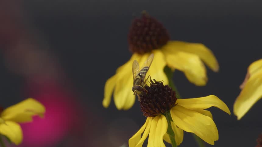 A pollinator bee is walking on the bud of a yellow flower and then flies out of frame