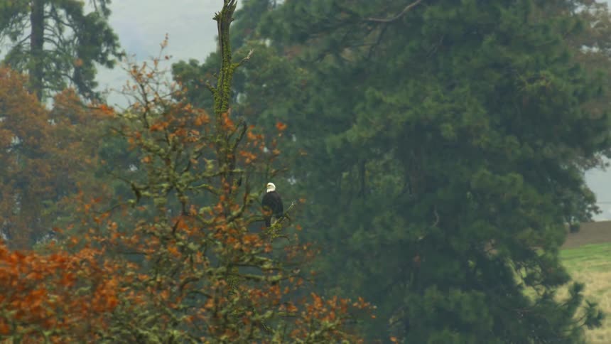 American bald eagle perched on pine tree on misty day near oak trees with changing autumn foliage