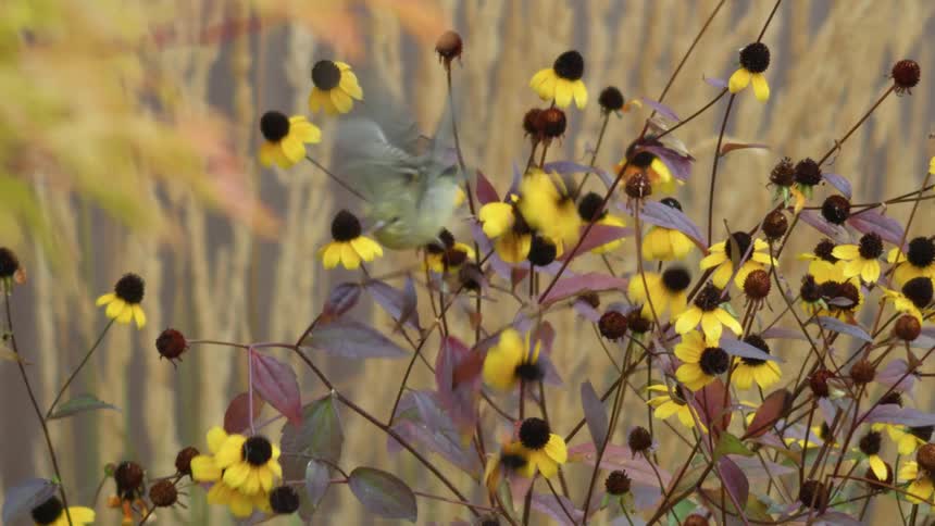 An American Goldfinch perched on flowering plant near golden grasses takes off into air straight into camera